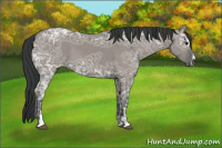 Horse Color:Grullo Ice Sabino