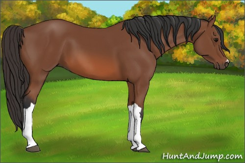 Horse Color: Bay 