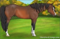 Horse Color:Bay Sabino 