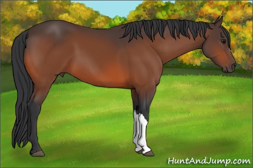 Horse Color: Bay 