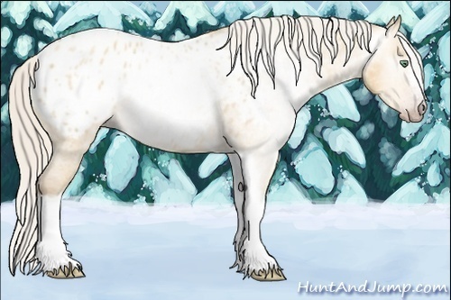 Horse Color:Gray Silver Amber Cream Champagne Roan Dun Splash Tobiano Frame Appaloosa Rabicano 