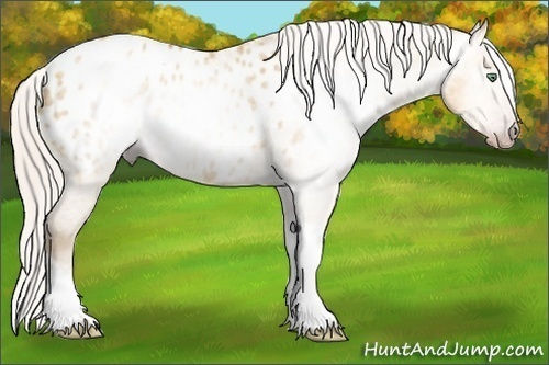 Horse Color:Gray Silver Amber Cream Champagne Roan Dun Splash Tobiano Frame Appaloosa Rabicano