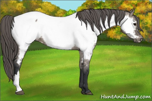 Horse Color:Grullo Appaloosa Rabicano