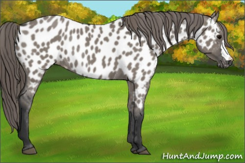 Horse Color:Grullo Appaloosa Rabicano 