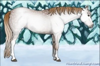 Horse Color:Gray Chestnut 