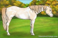 Horse Color:White Spotted Buckskin Roan Pearl Frame 