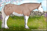 Horse Color:Silver Bay Splash Appaloosa 