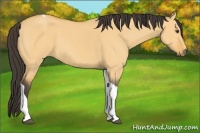 Horse Color:Buckskin Dun Tobiano 