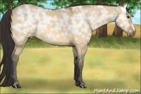 Horse Color:Buckskin Ice Dun 