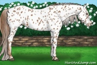 Horse Color:Chestnut Near Leopard 