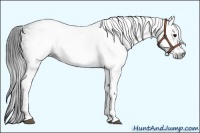 Horse Color:Gray White Spotted Black 