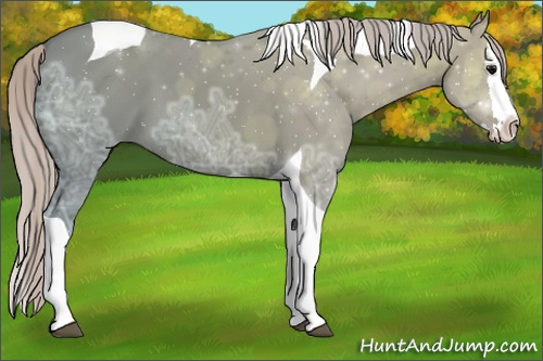 Horse Color: Silver Grullo Ice Splash Tobiano 