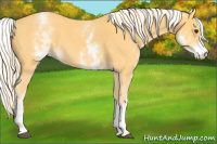 Horse Color:White Spotted Palomino 