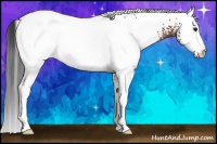 Horse Color:White Spotted Bay 