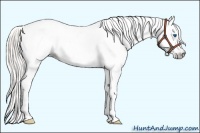 Horse Color:Gray Silver Amber Cream Champagne Roan Dun Splash Tobiano Frame Appaloosa Rabicano 
