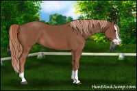 Horse Color:Chestnut Splash 