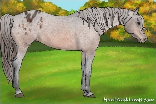 Horse Color:Bay Appaloosa 