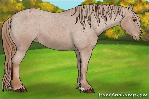 Horse Color:Red Roan Varnish 