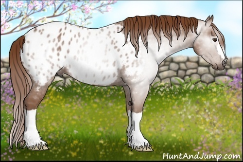 Horse Color:Gray Chestnut Near Leopard 
