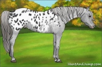 Horse Color:Black Appaloosa Rabicano
