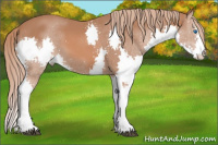 Horse Color:Liver Chestnut Sabino Splash