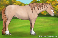 Horse Color:Gold Champagne Roan Sabino Rabicano 