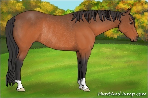 Horse Color: Brown Rabicano 