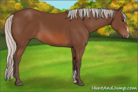 Horse Color:Silver Bay Sabino 