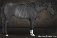 Horse Color:Brown Rabicano 