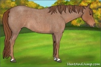 Horse Color:Red Roan 