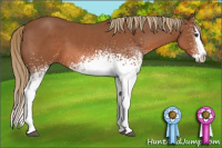 Horse Color:White Spotted Liver Chestnut Sabino Splash 