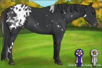 Horse Color:White Spotted Black Appaloosa