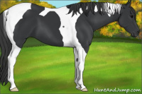 Horse Color:Brown Tobiano 