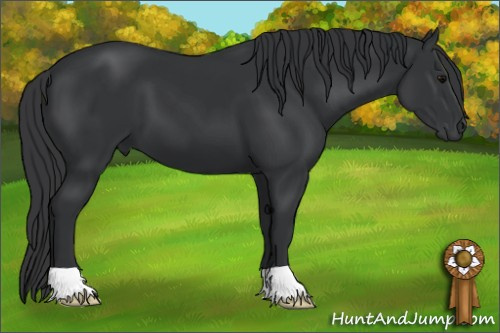 Horse Color: Brown 
