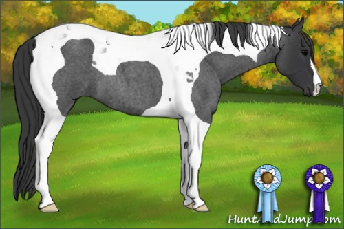 Horse Color: Blue Roan Tobiano 