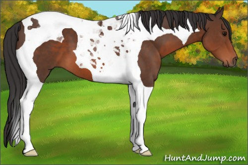 Horse Color: Bay Tobiano 
