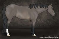Horse Color:Brown Dun 