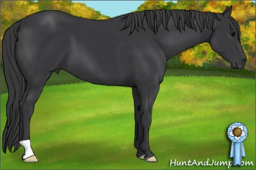 Horse Color: Brown 