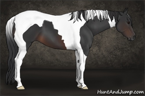 Horse Color: Brown Tobiano 