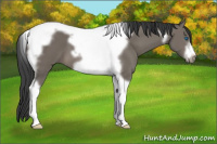 Horse Color:Black Tobiano Frame