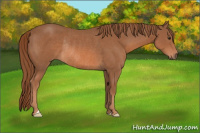 Horse Color:Chestnut Rabicano 