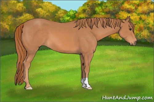 Horse Color: Chestnut 