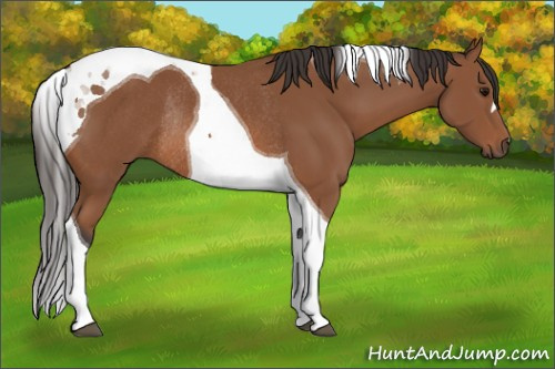 Horse Color: Bay Tobiano Rabicano 
