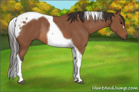 Horse Color:Bay Tobiano Rabicano
