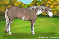 Horse Color:Silver Black Sabino