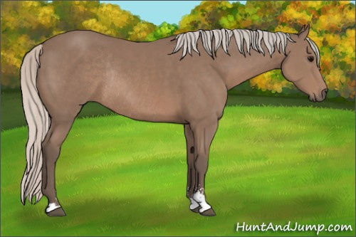Horse Color: Silver Black Sabino Rabicano 