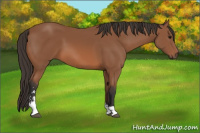 Horse Color:Bay Sabino 