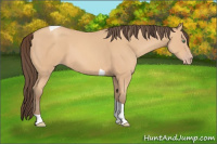 Horse Color:Amber Champagne Tobiano