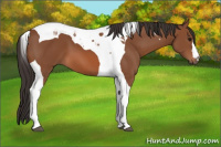 Horse Color:Bay Tobiano 