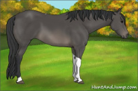 Horse Color:Black Tobiano Rabicano 